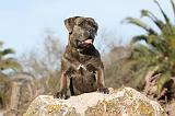 CANE CORSO 375